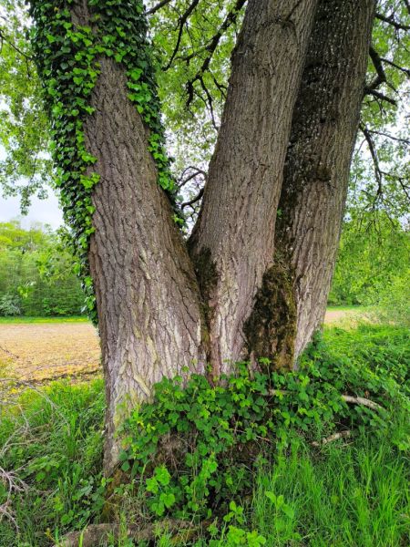 Fichier:Ormes Lizin 7.71.jpg