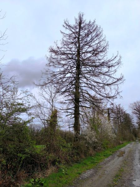 Fichier:Projet Drève 03.71.jpg