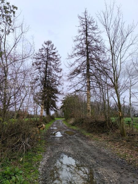 Fichier:Projet Drève 06.71.jpg