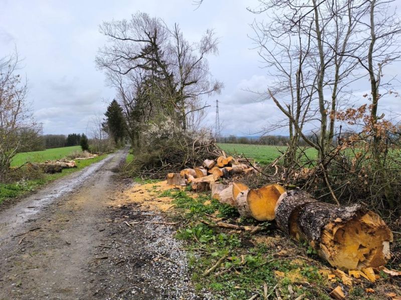 Fichier:Projet Drève 09.71.jpg