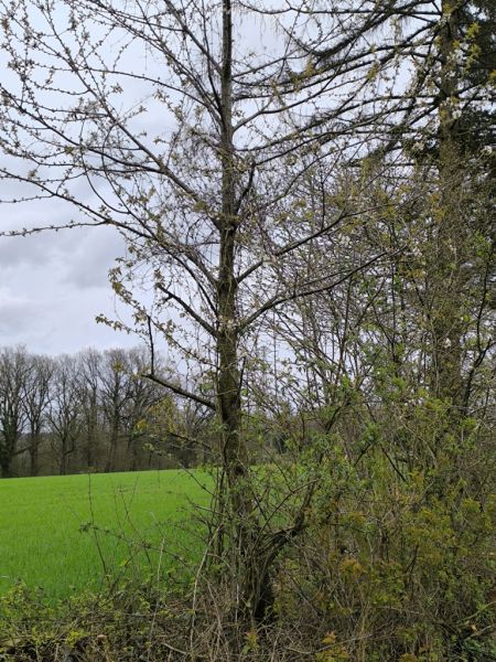 Fichier:Projet Drève 25.71.jpg