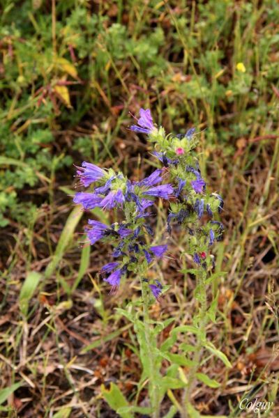 Fichier:Réserve naturelle Lovegnée-Bosquet2.jpg