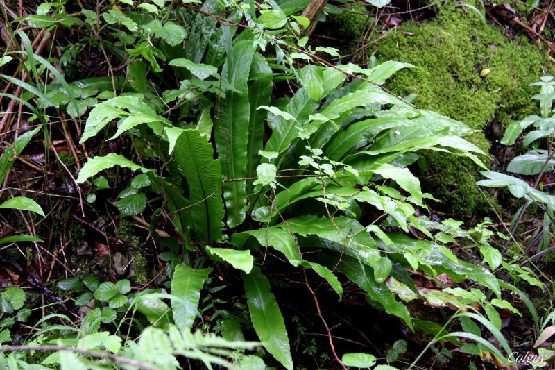 Fichier:Réserve naturelle Lovegnée-Bosquet3.jpg