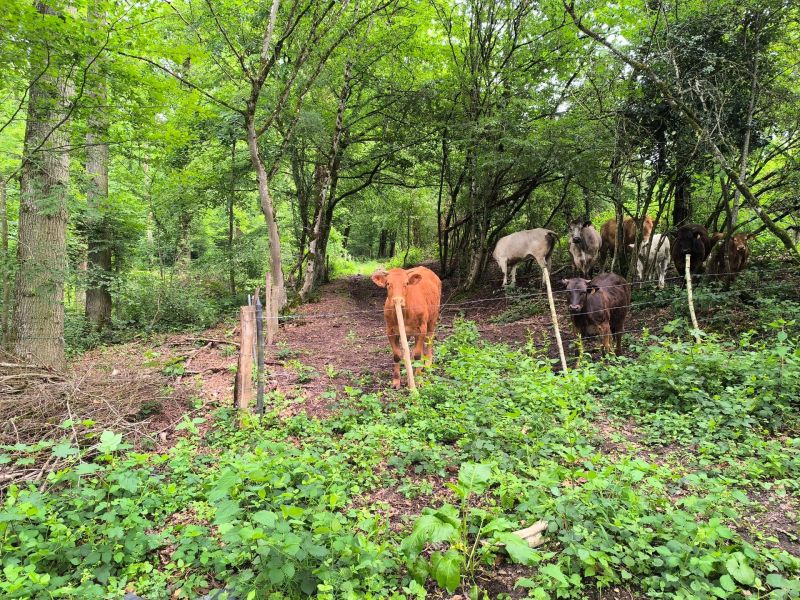 Fichier:Renal montée depuis Vallée du Néblon (1).jpg