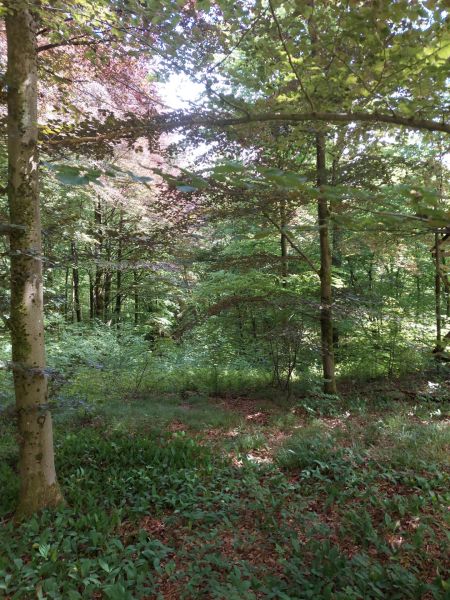 Fichier:Ruis Houpe-le-Loup (2).jpg