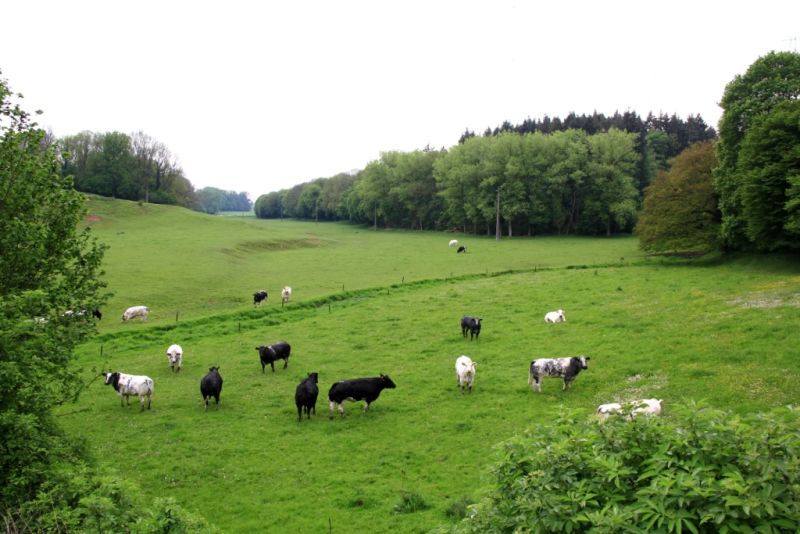 Fichier:Ruisseau Lizin 16.71.JPG