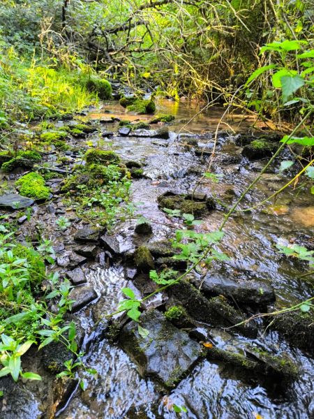 Fichier:Ruisseau Lizin 3.71.jpg