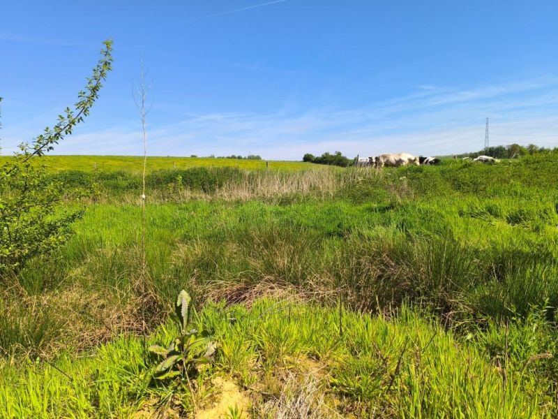 Fichier:Ruisseau Lizin 33.71.jpg