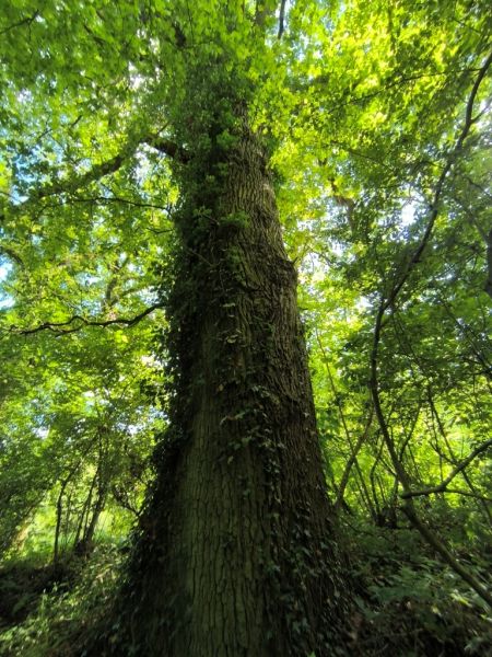 Fichier:Ruisseau Lizin 41.71.jpg
