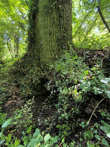 Fichier:Ruisseau Lizin 42.71.jpg