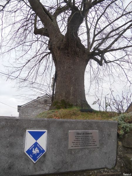Fichier:Tilleul de Ramelot2.jpg