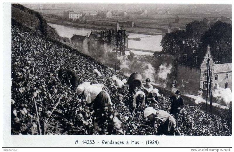 Fichier:Vendange.jpg