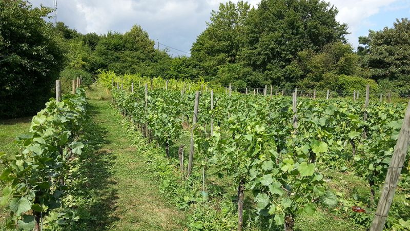 Fichier:Vigne2.jpg